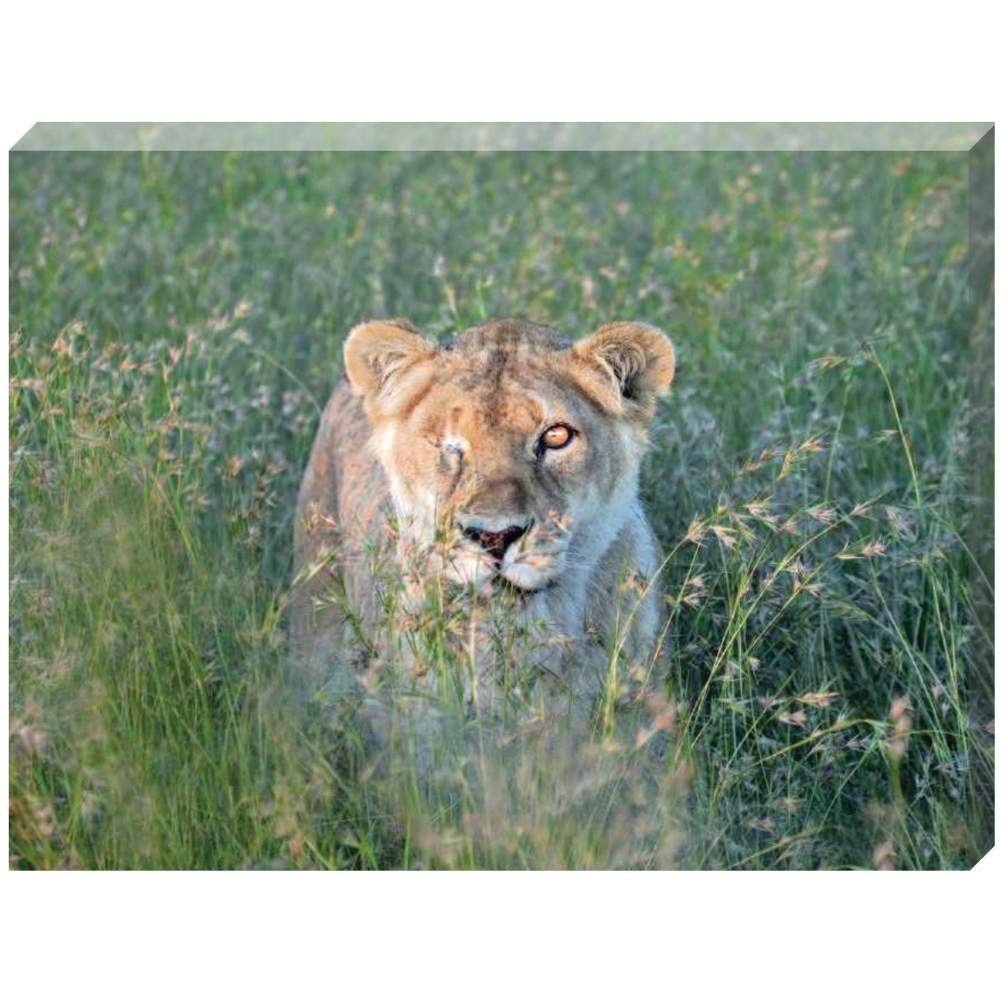 Kiara the protector canvas print