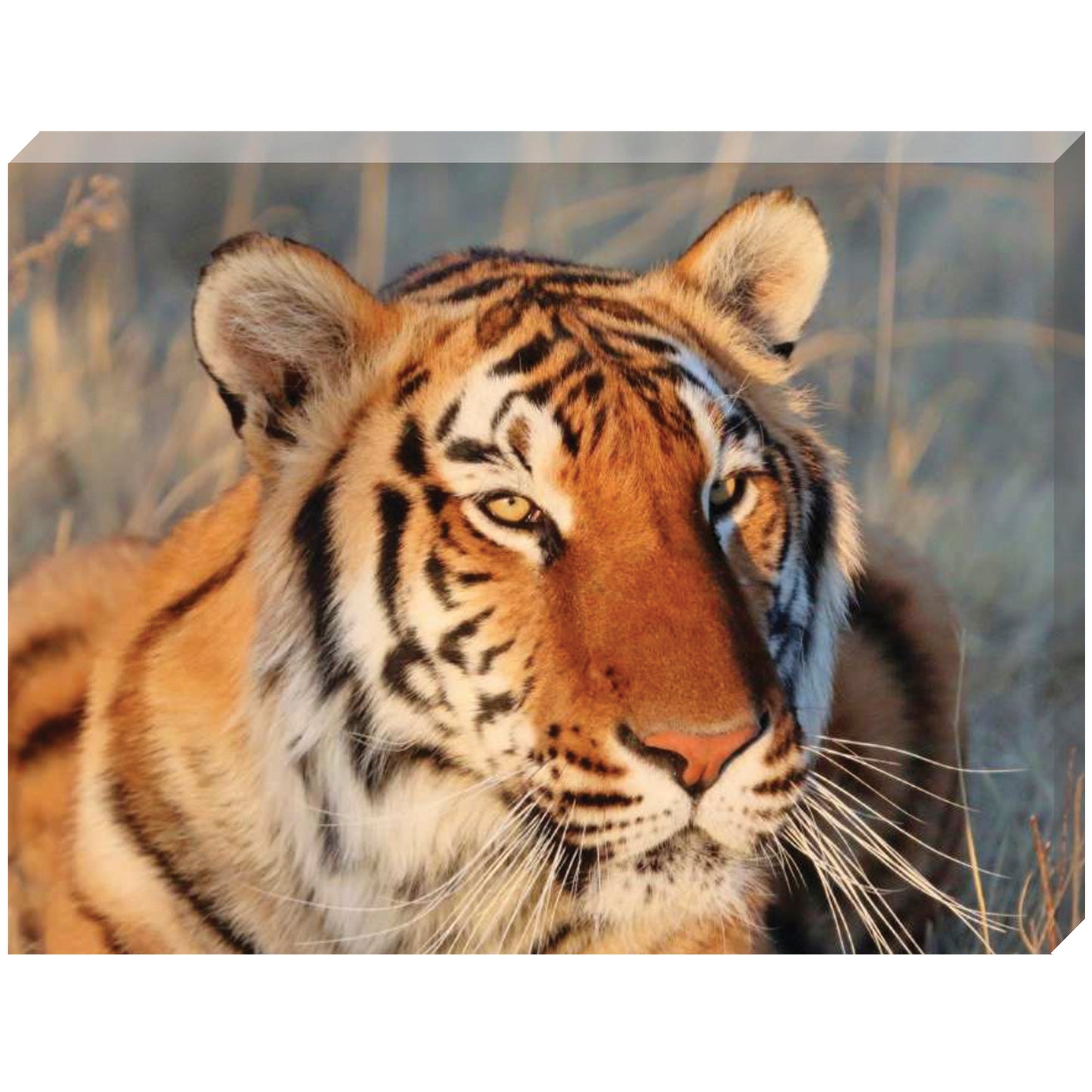 Stripes canvas print