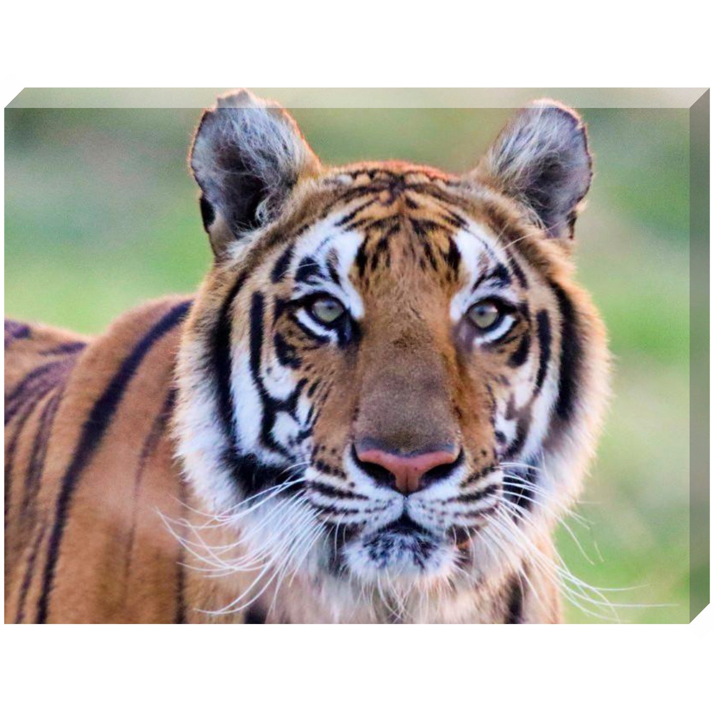 Watchful Jade canvas print