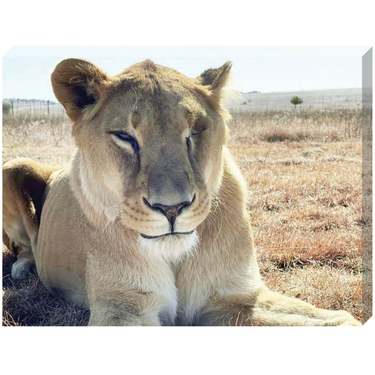 Gentle giant (Smith) canvas print