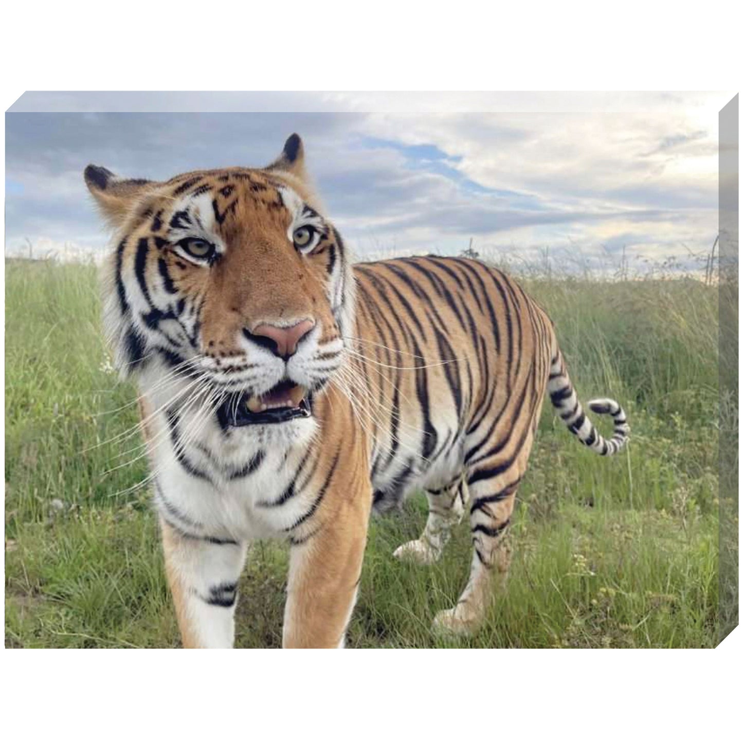Sun canvas print