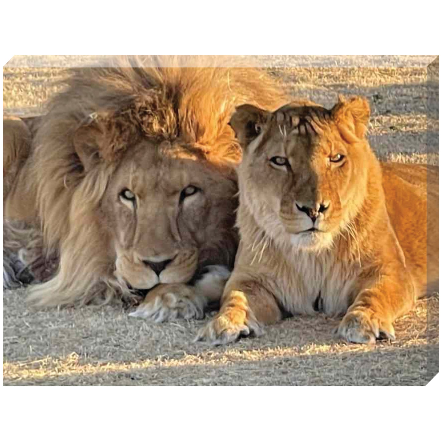 Purrfect couple (Tarzan and Tanya) canvas print