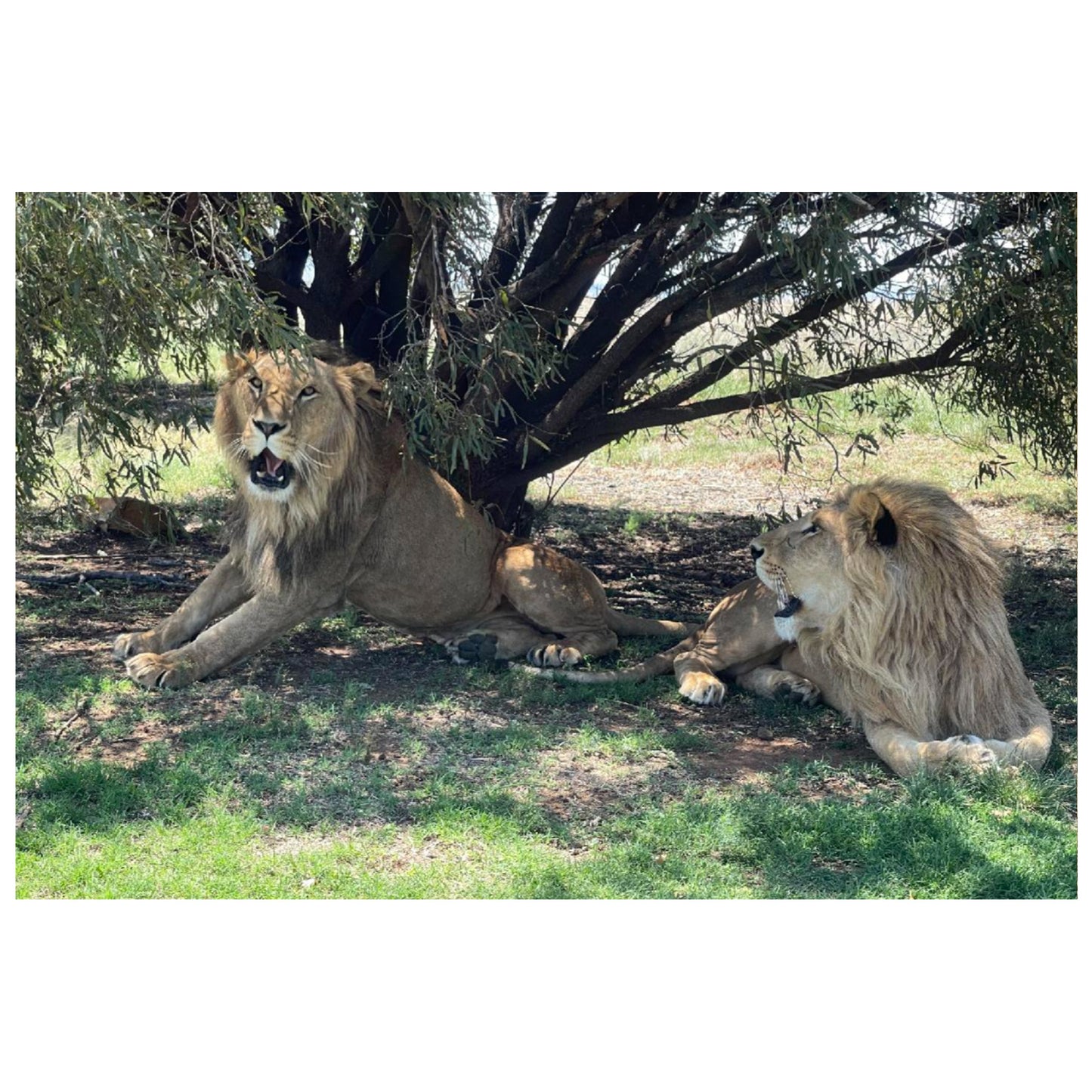 Cool brothers (Saham and Shujaa) canvas print