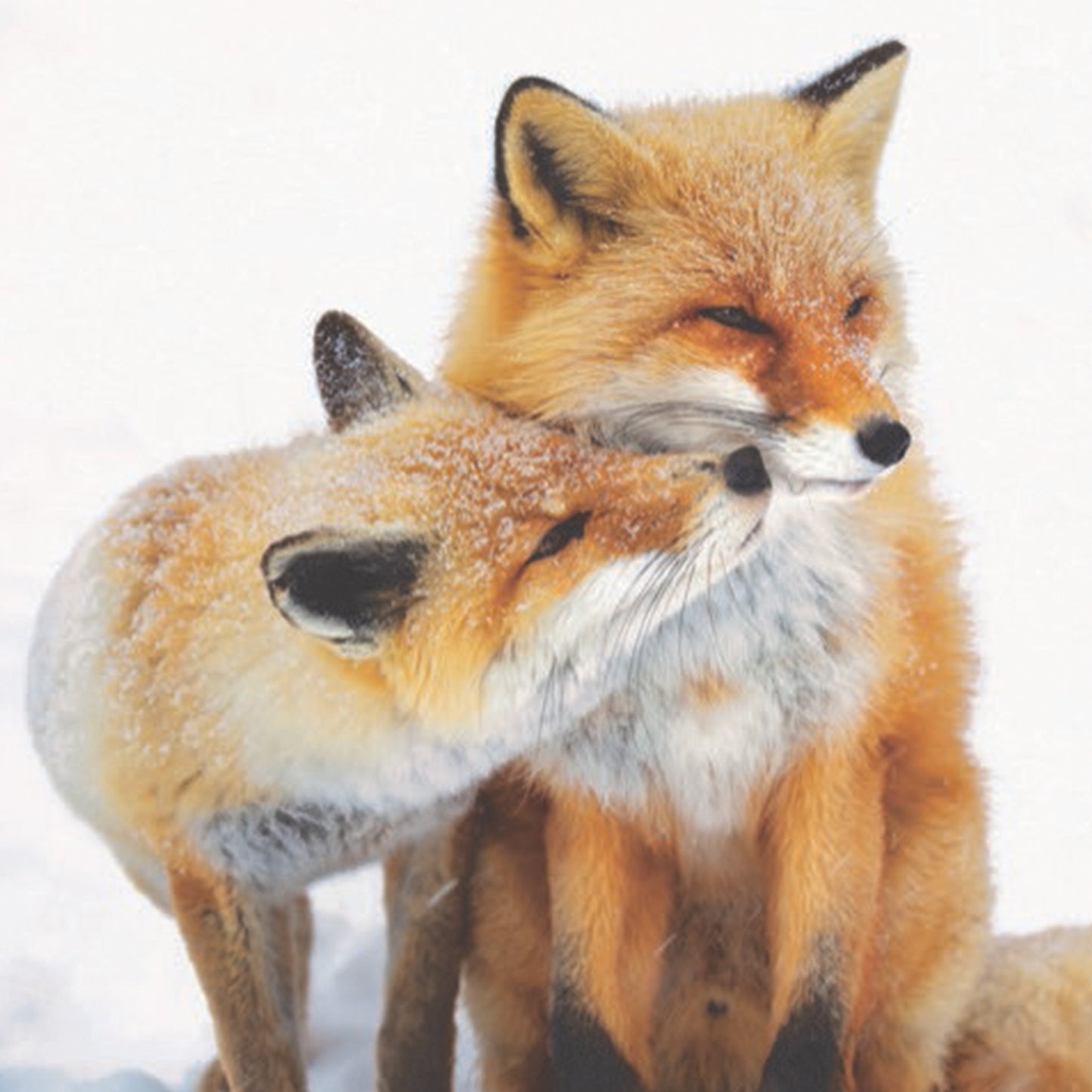 Foxy Friends Christmas cards