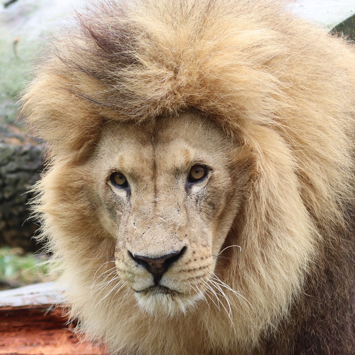 Lion family adoption - Coralie and Goliath