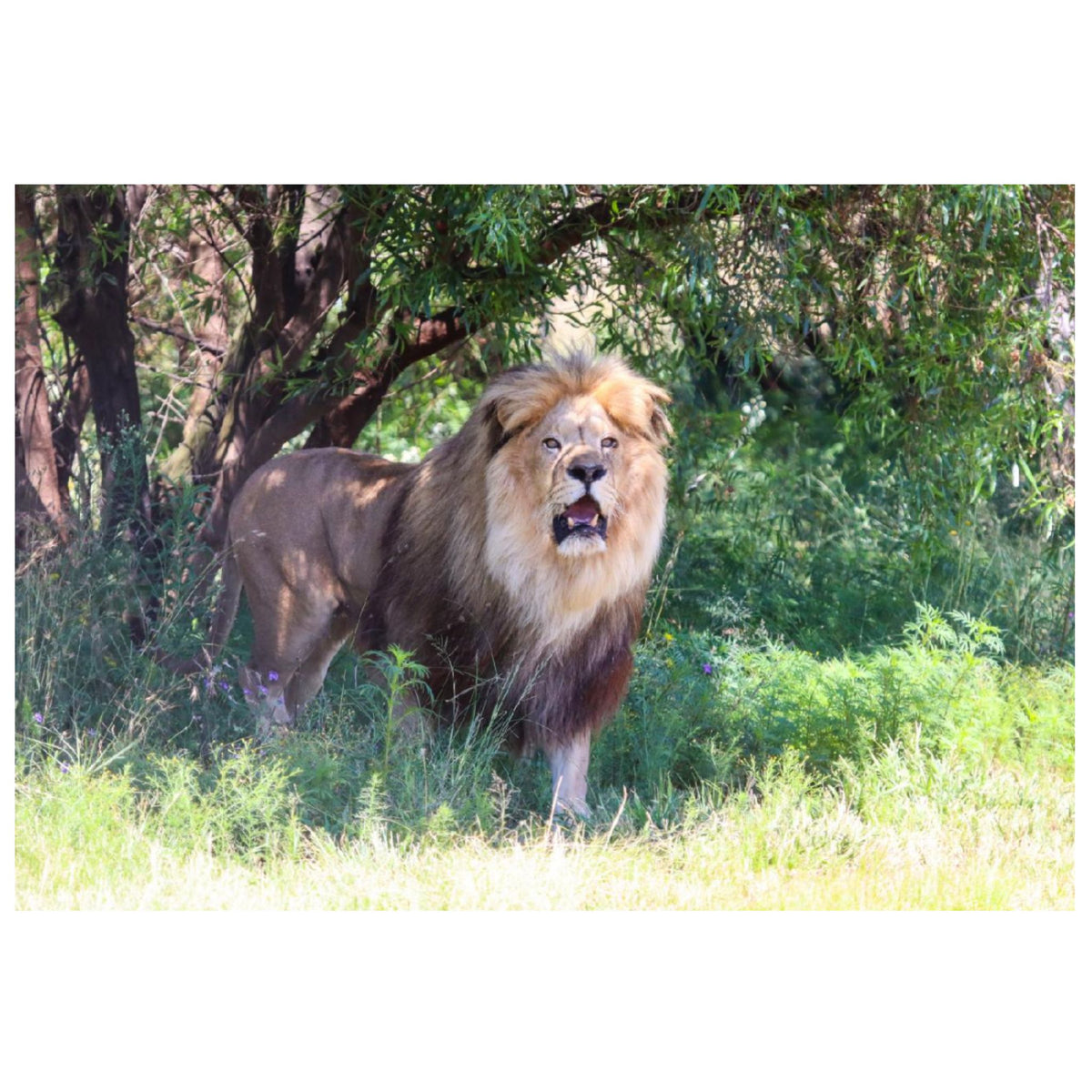 Goliath canvas print