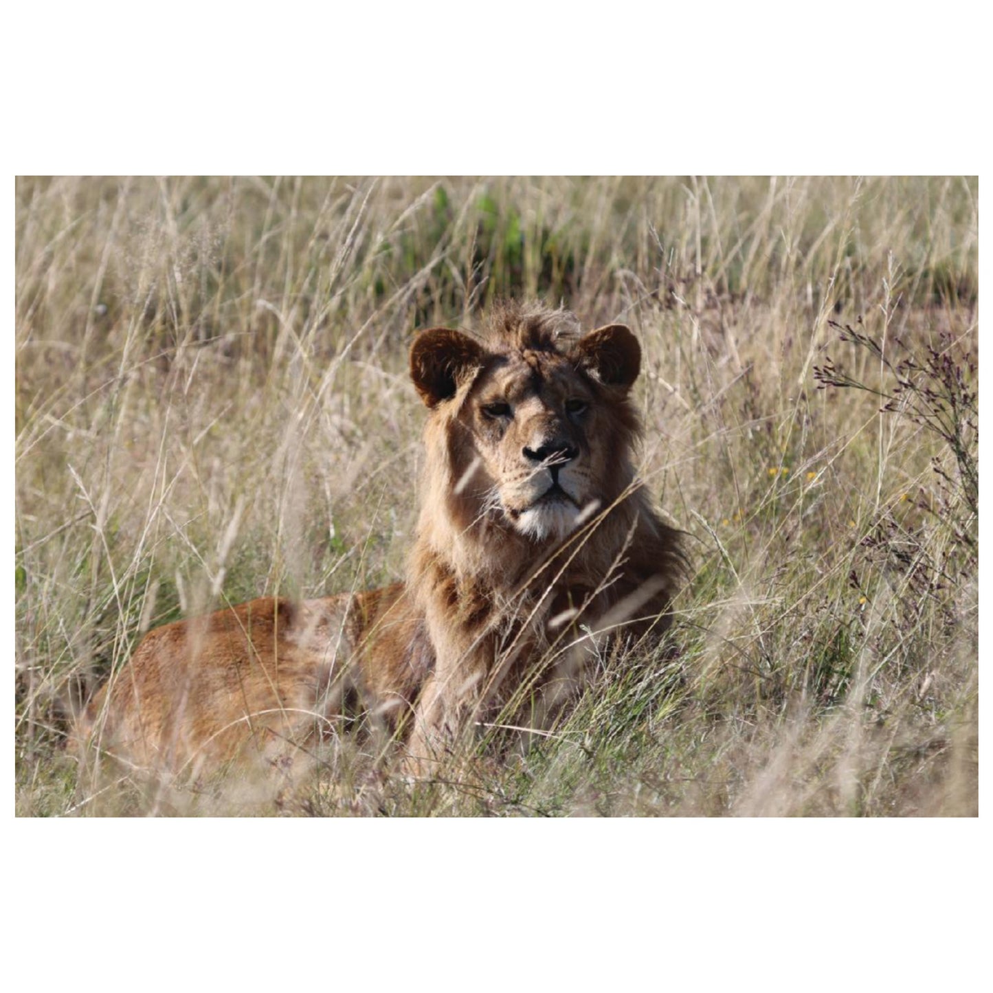 Growing up free (Saif) canvas print