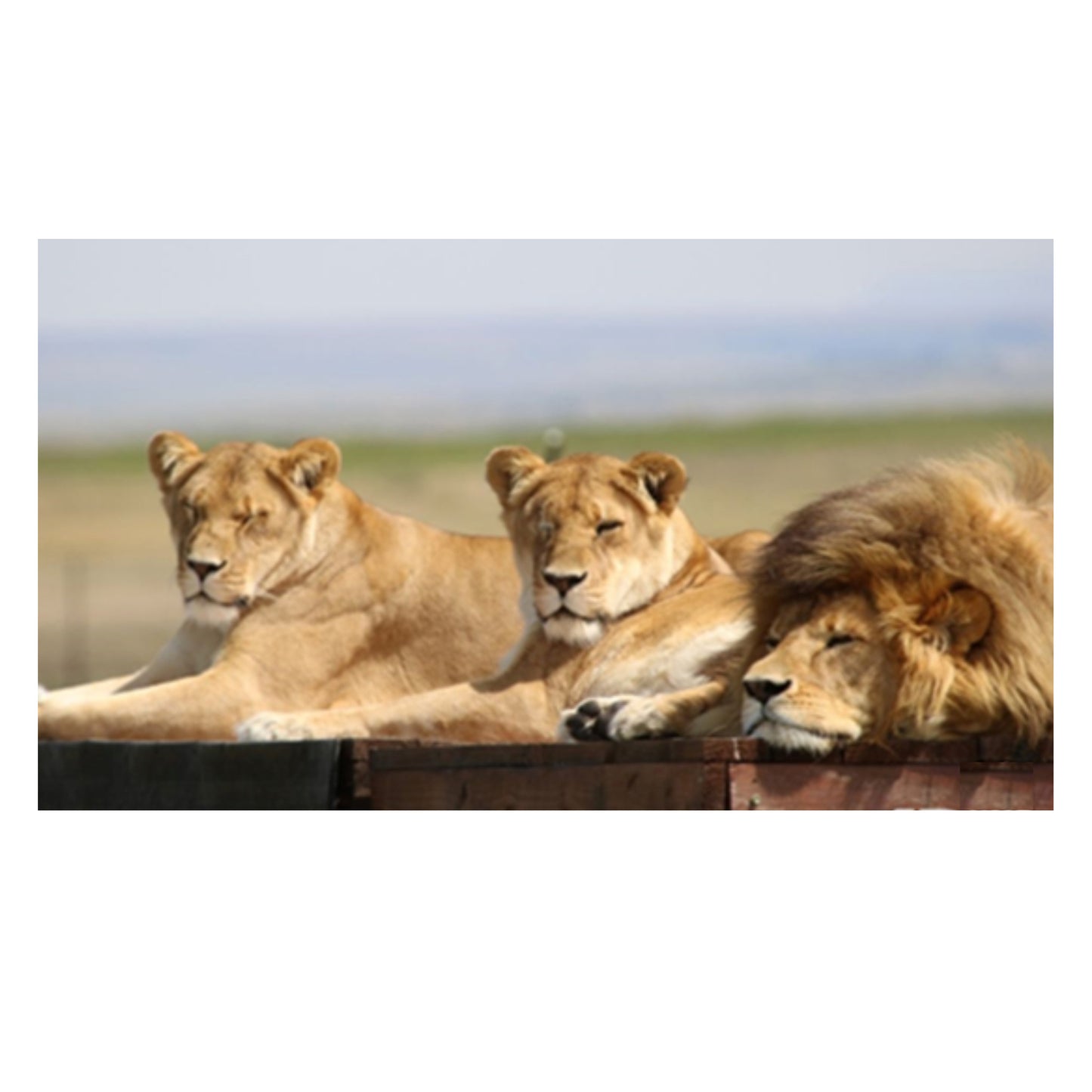 Animal adoption - family