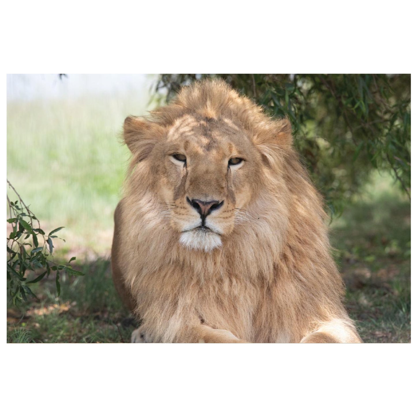 Magnificent Saham canvas print