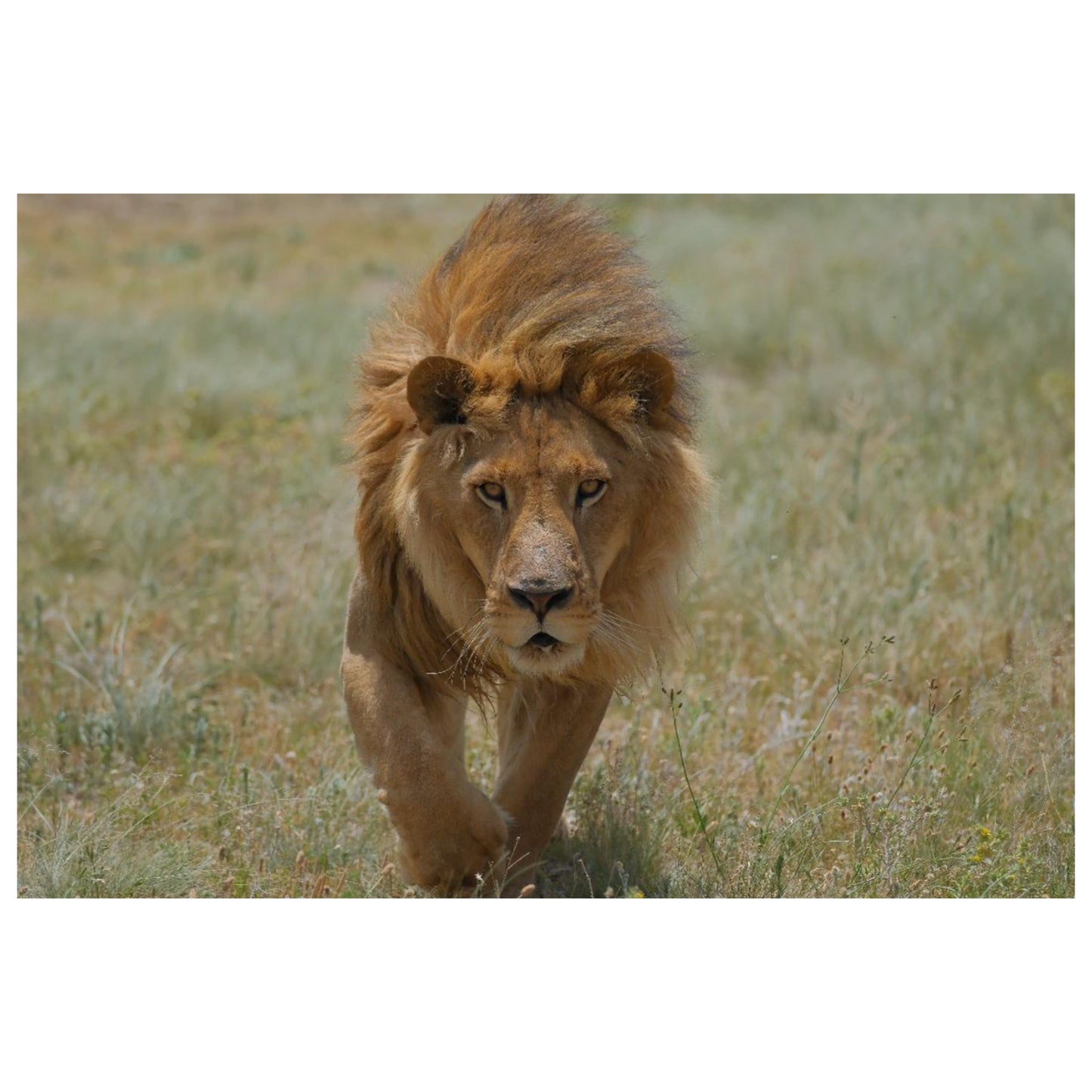 Muheeb strides forth canvas print