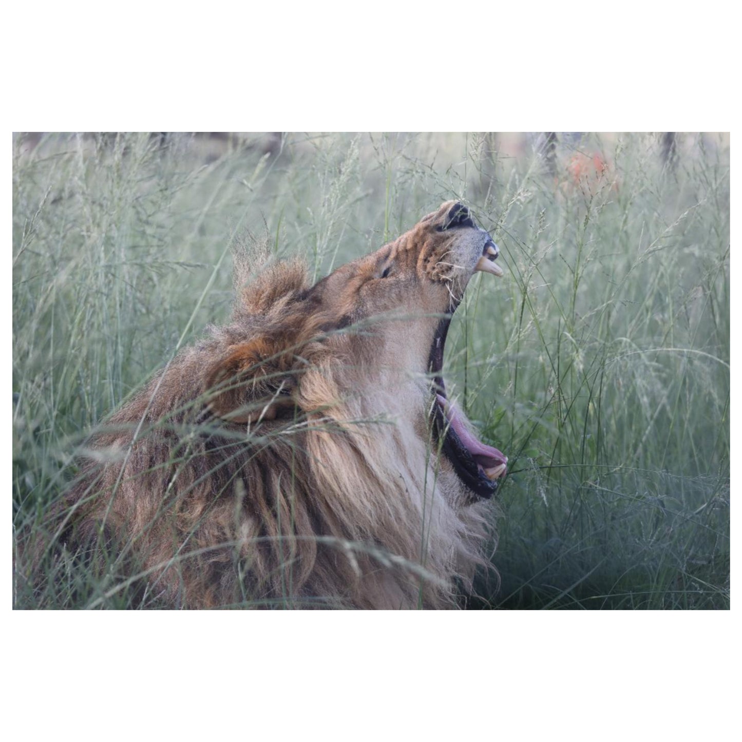 Muheeb open wide canvas print