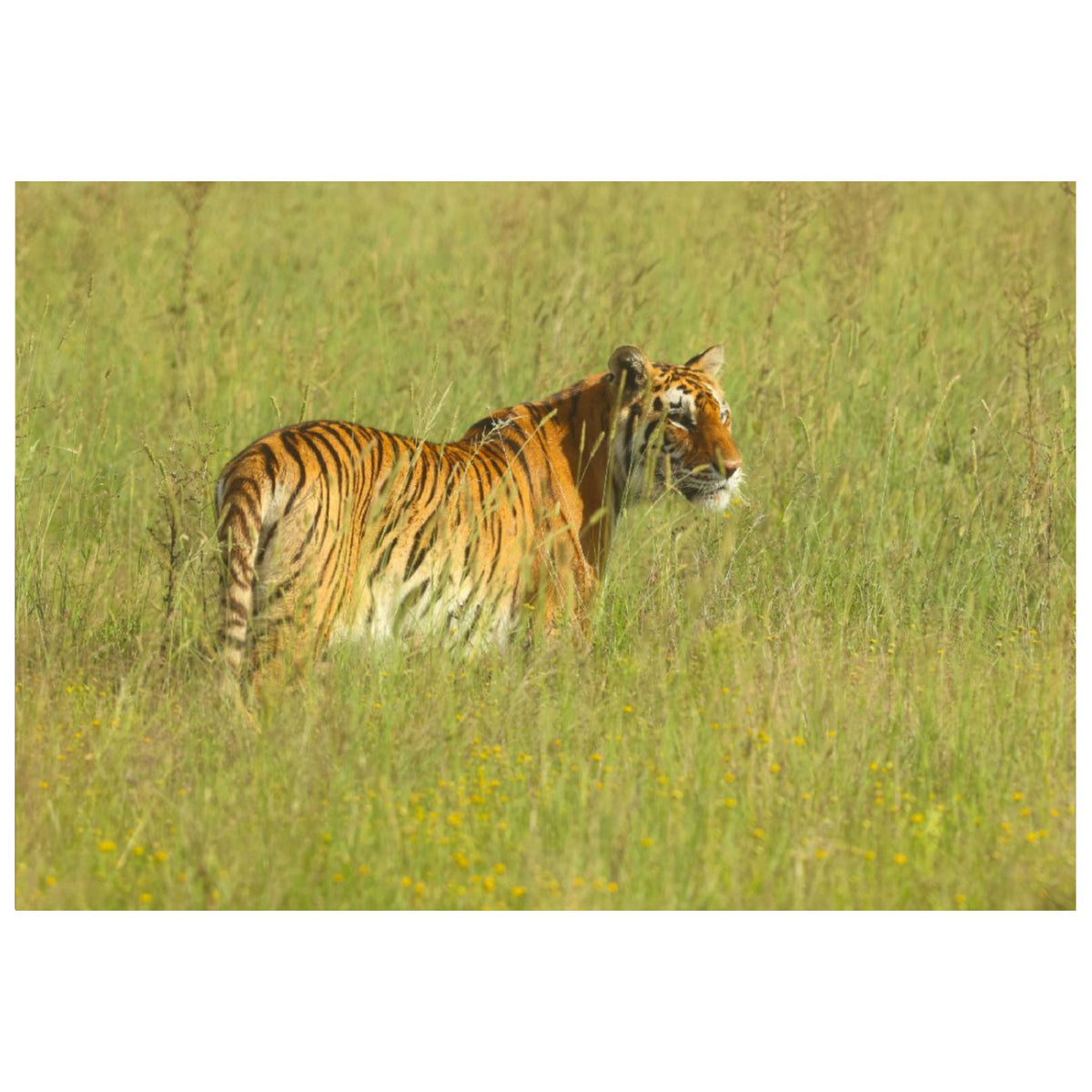 Sasha in the grass canvas print