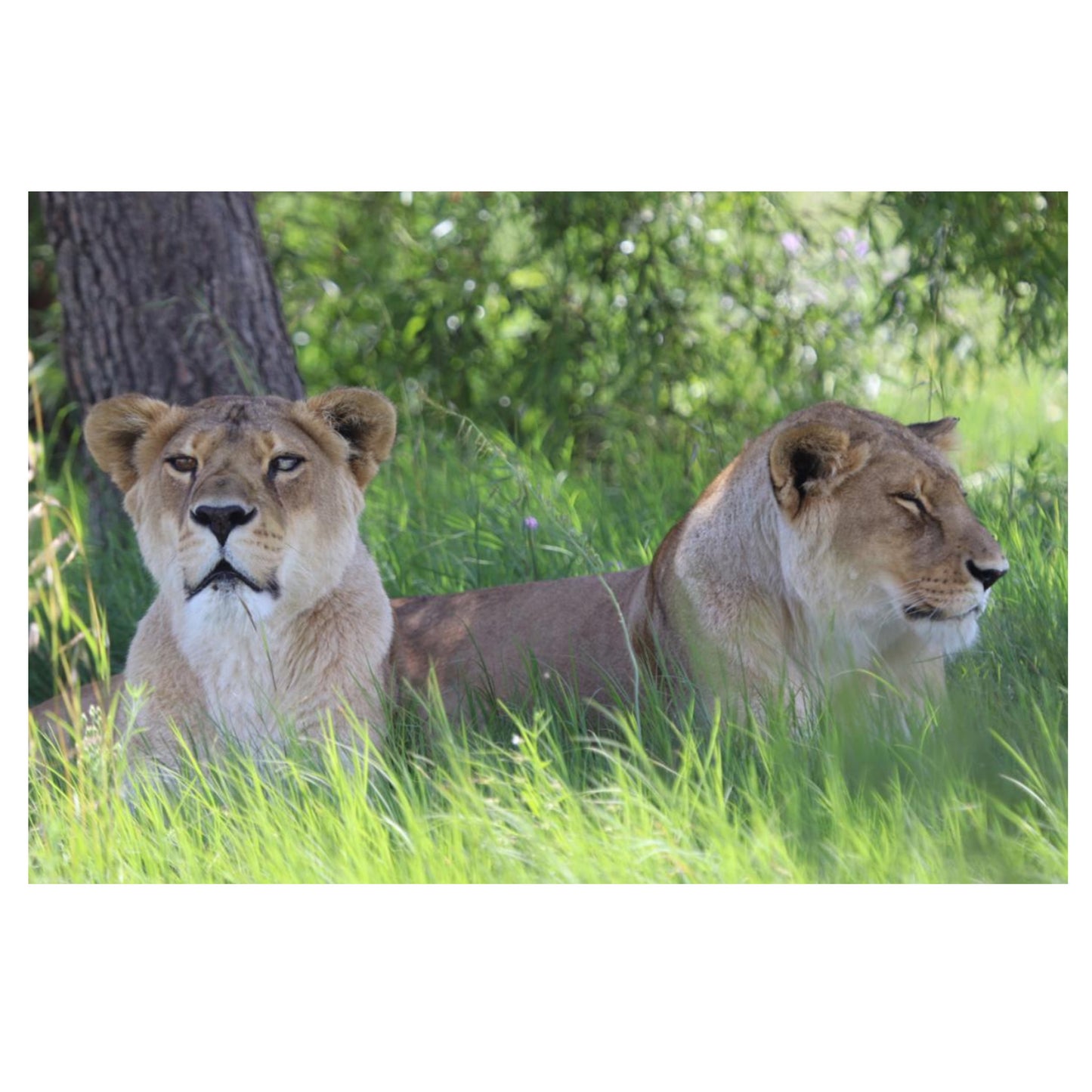 Africa and Kiara canvas print