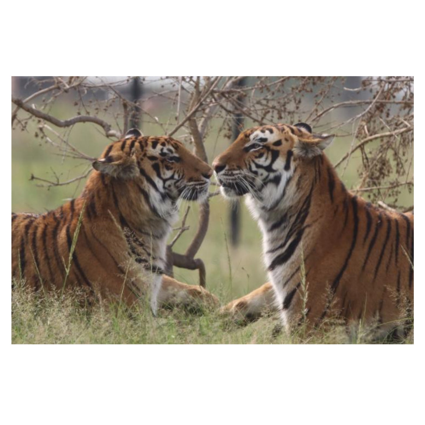 Luna and Jade canvas print
