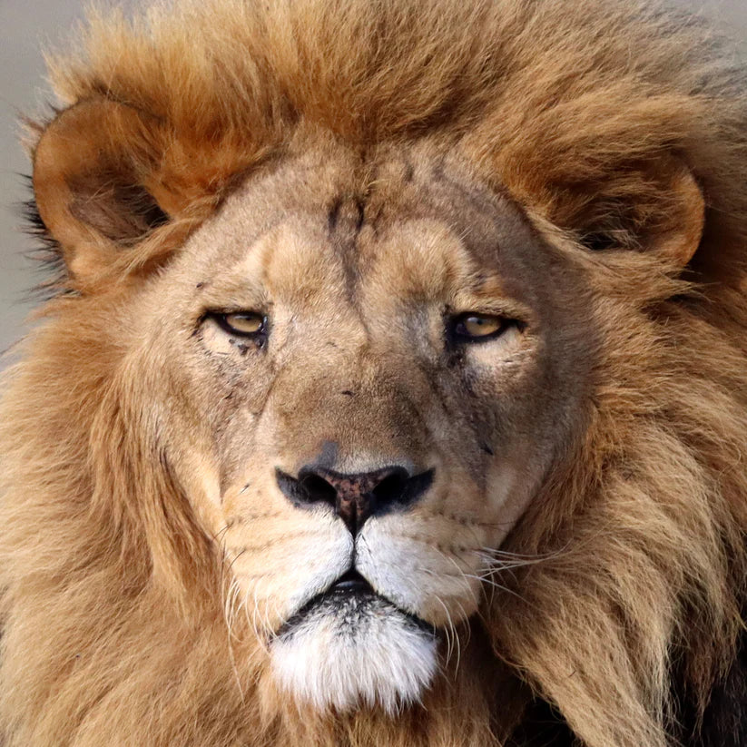Lion family adoption - Kimba, Sasha and Tomas