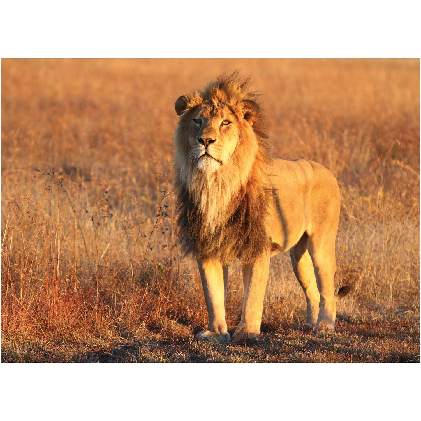 Scarc at Sunset cards
