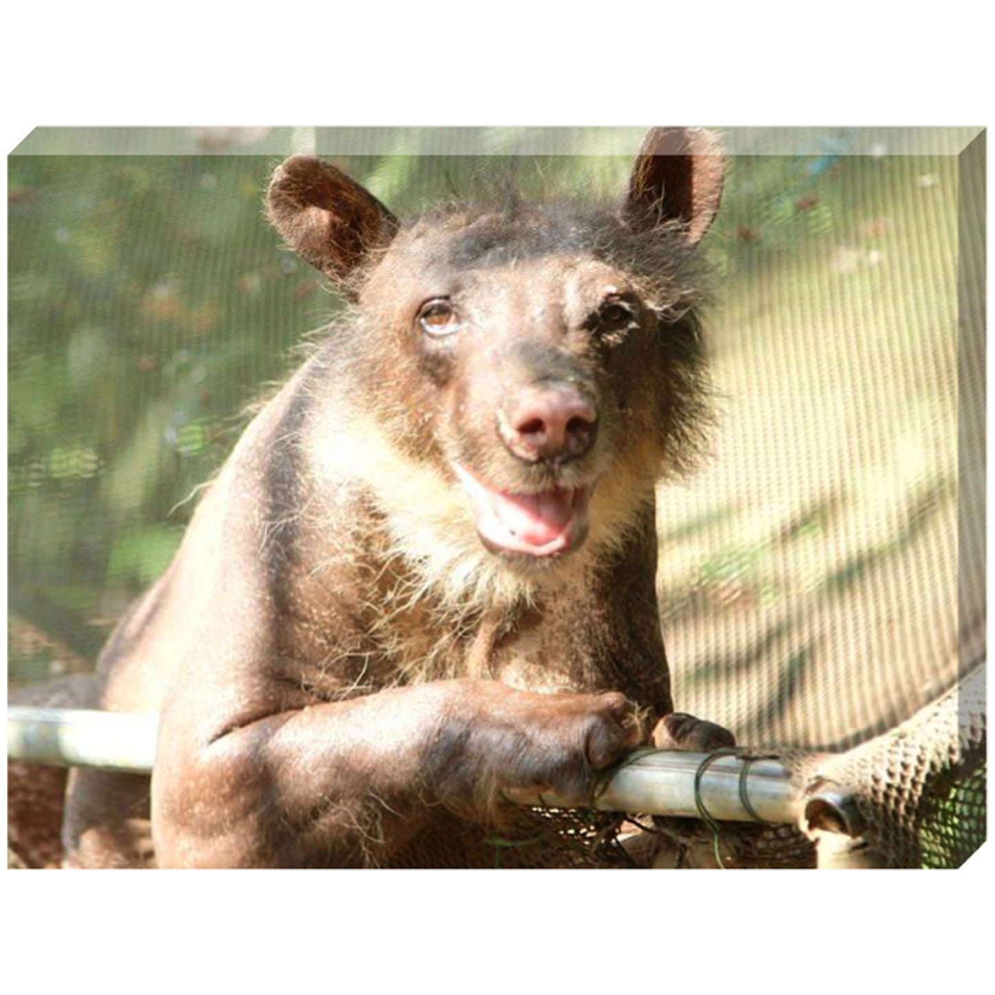 Happy Bear Day (Cholita) canvas print