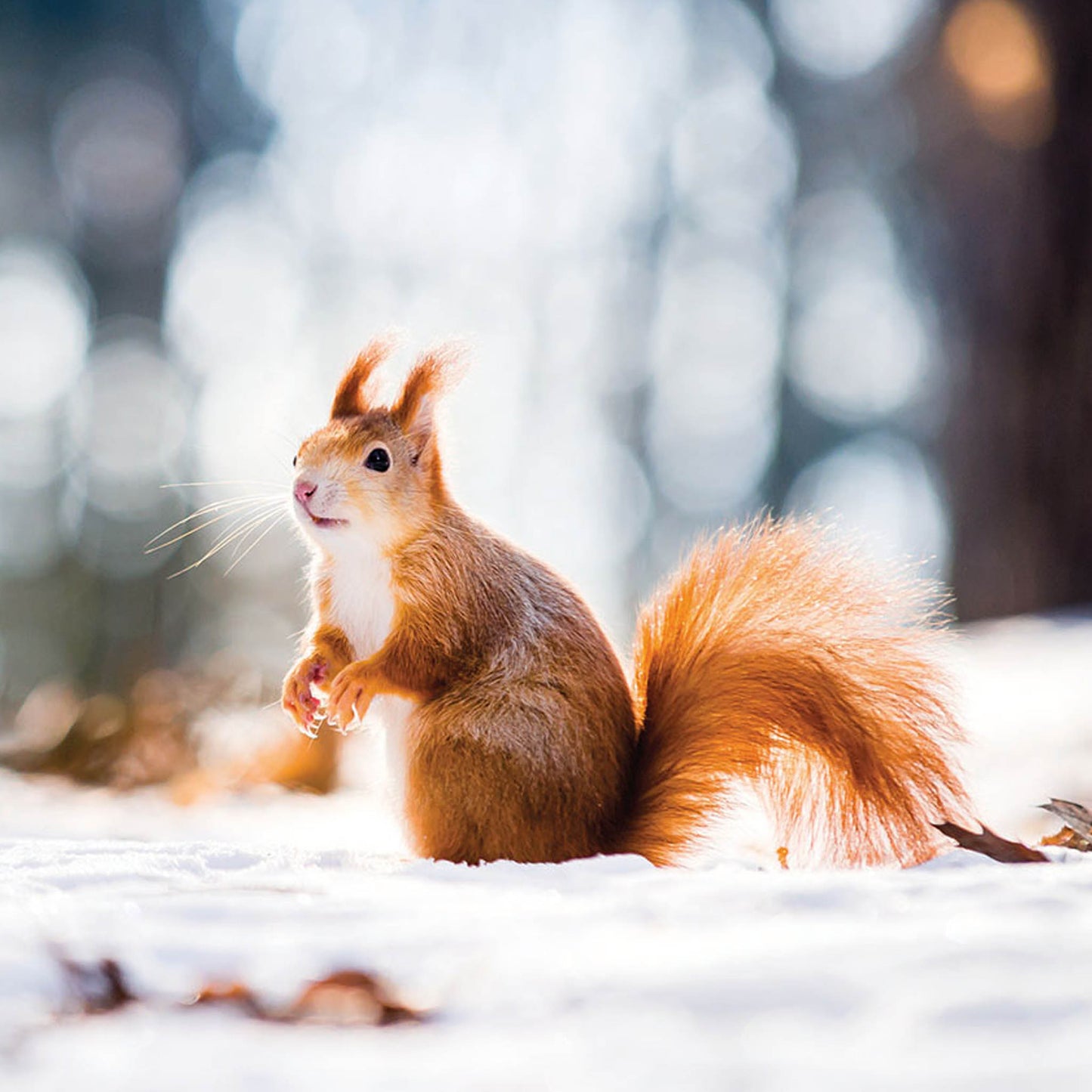 Winter Squirrel Christmas cards