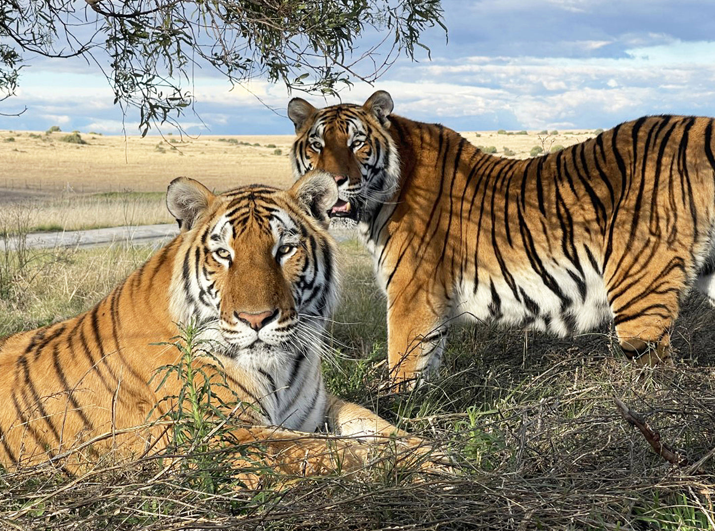 Rescued lion/tiger cards (Scarc/Max & Stripes)