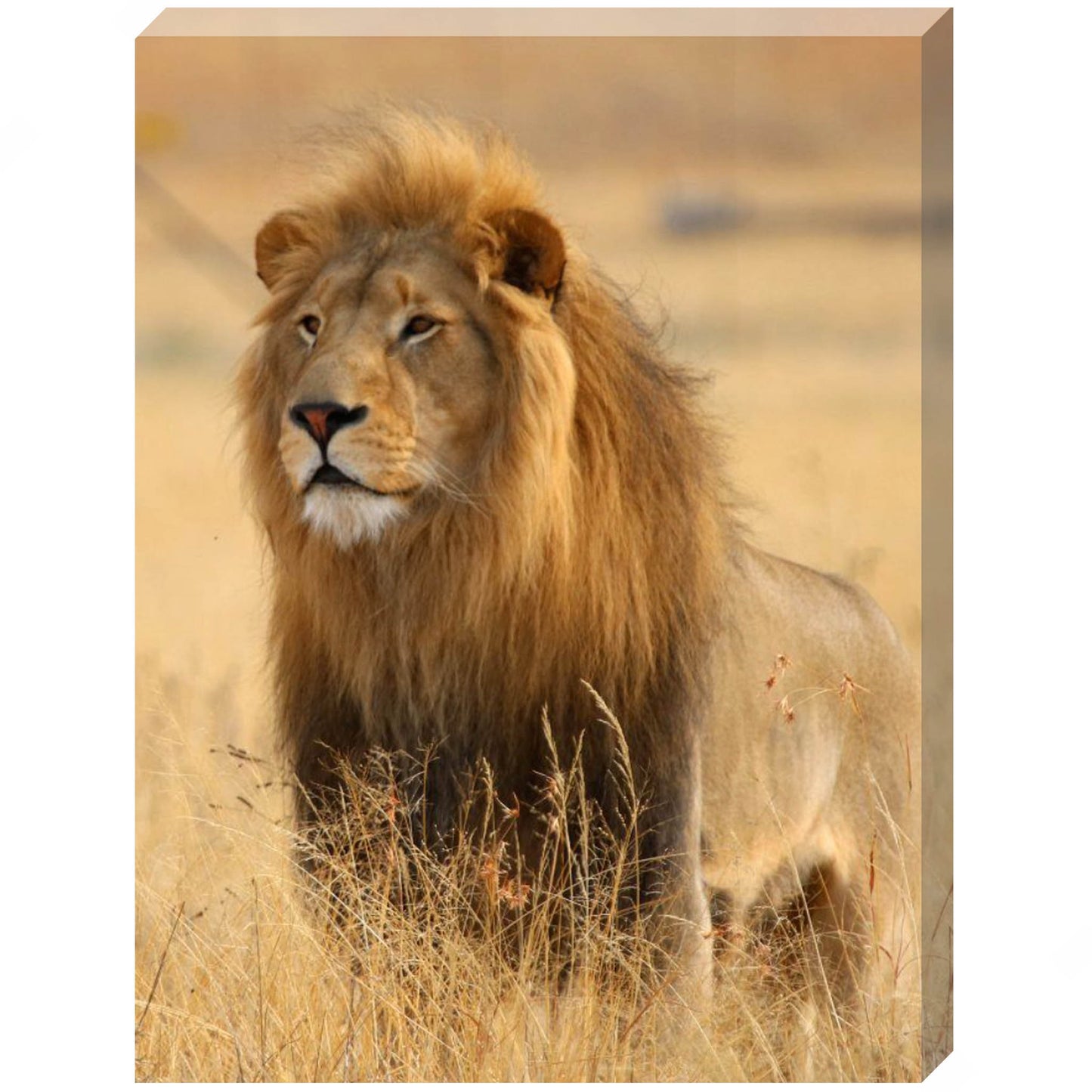 Kesari canvas print