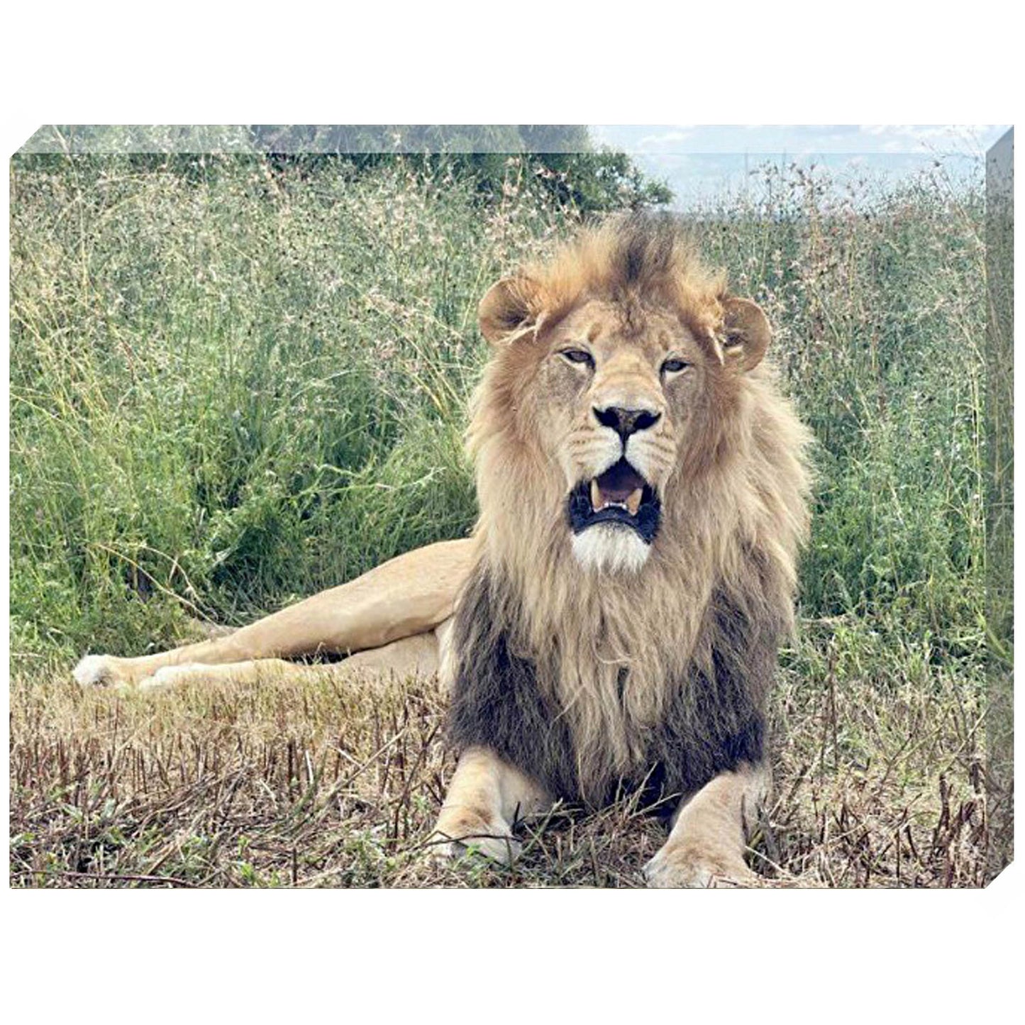 Scarc canvas print