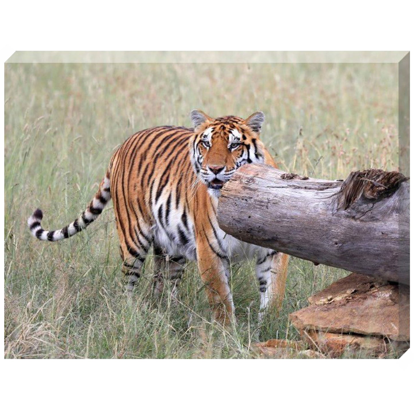 Sasha canvas print