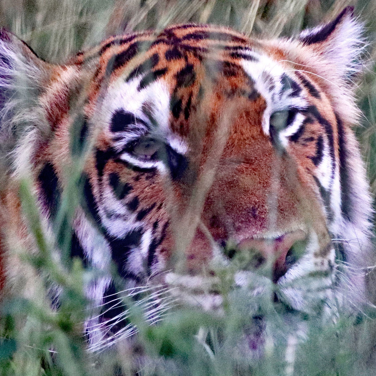 Tiger family adoption - the 'Spice Girls'
