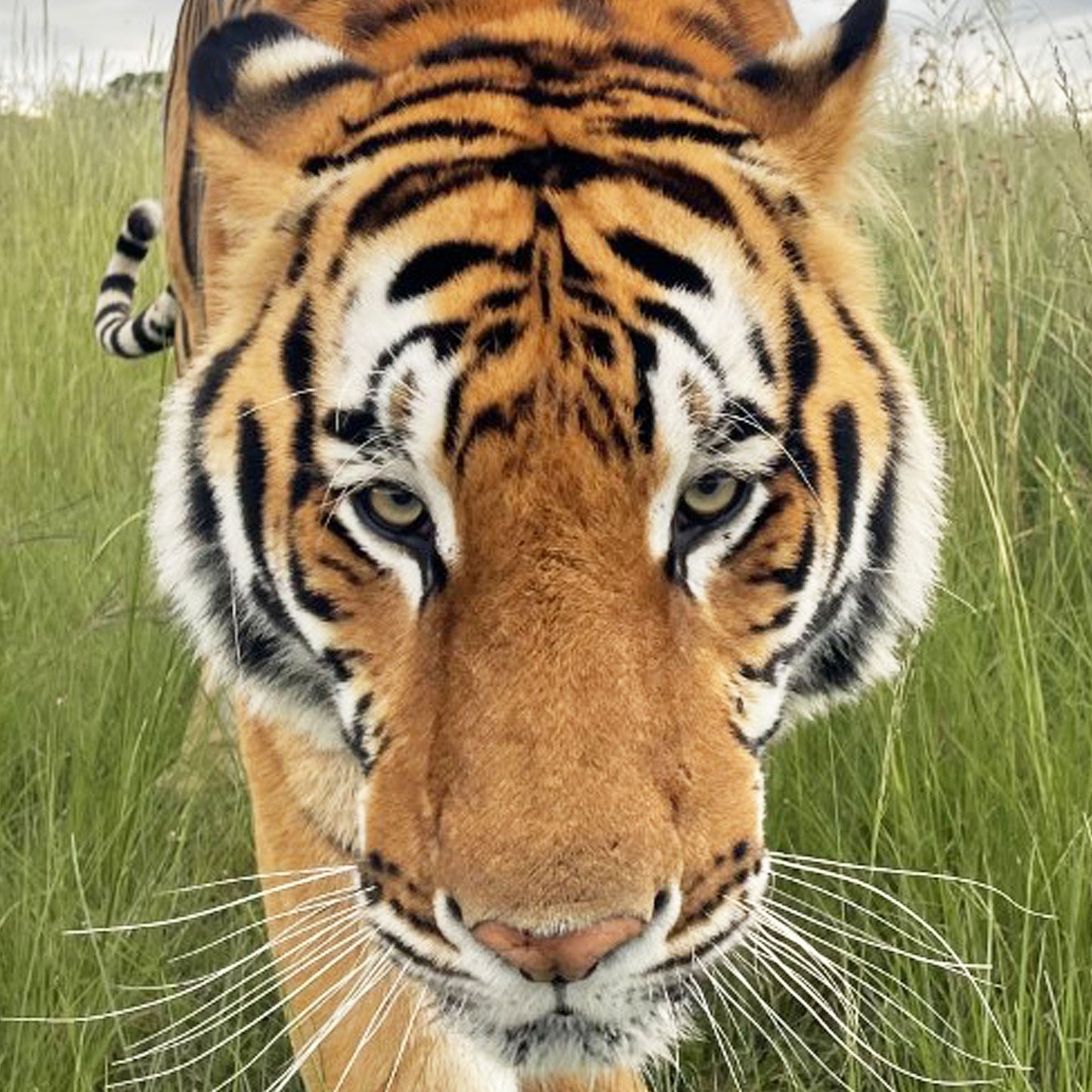 Tiger family adoption - Max and Stripes