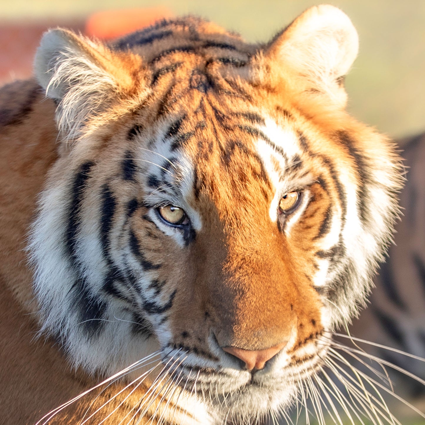 Tiger family adoption - the 'Spice Girls'