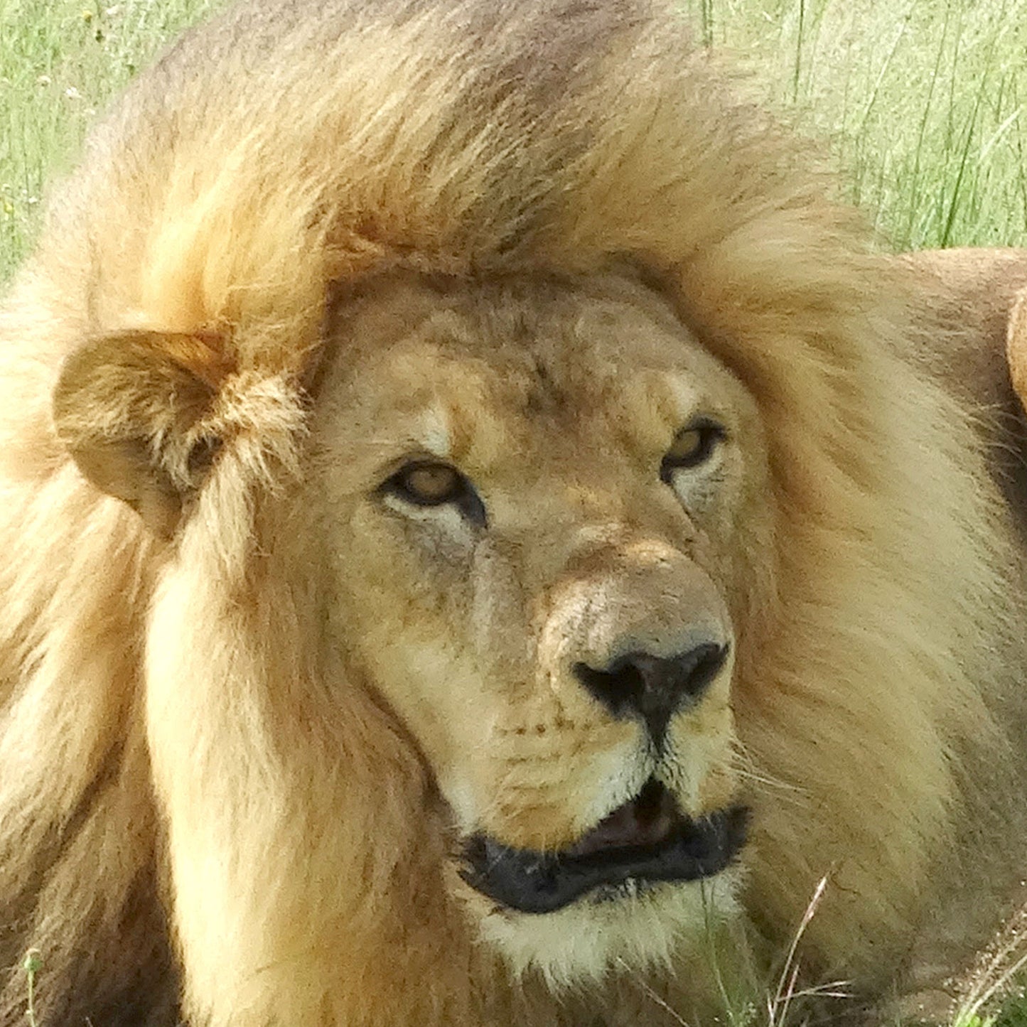 Lion family adoption - Rey and Simba