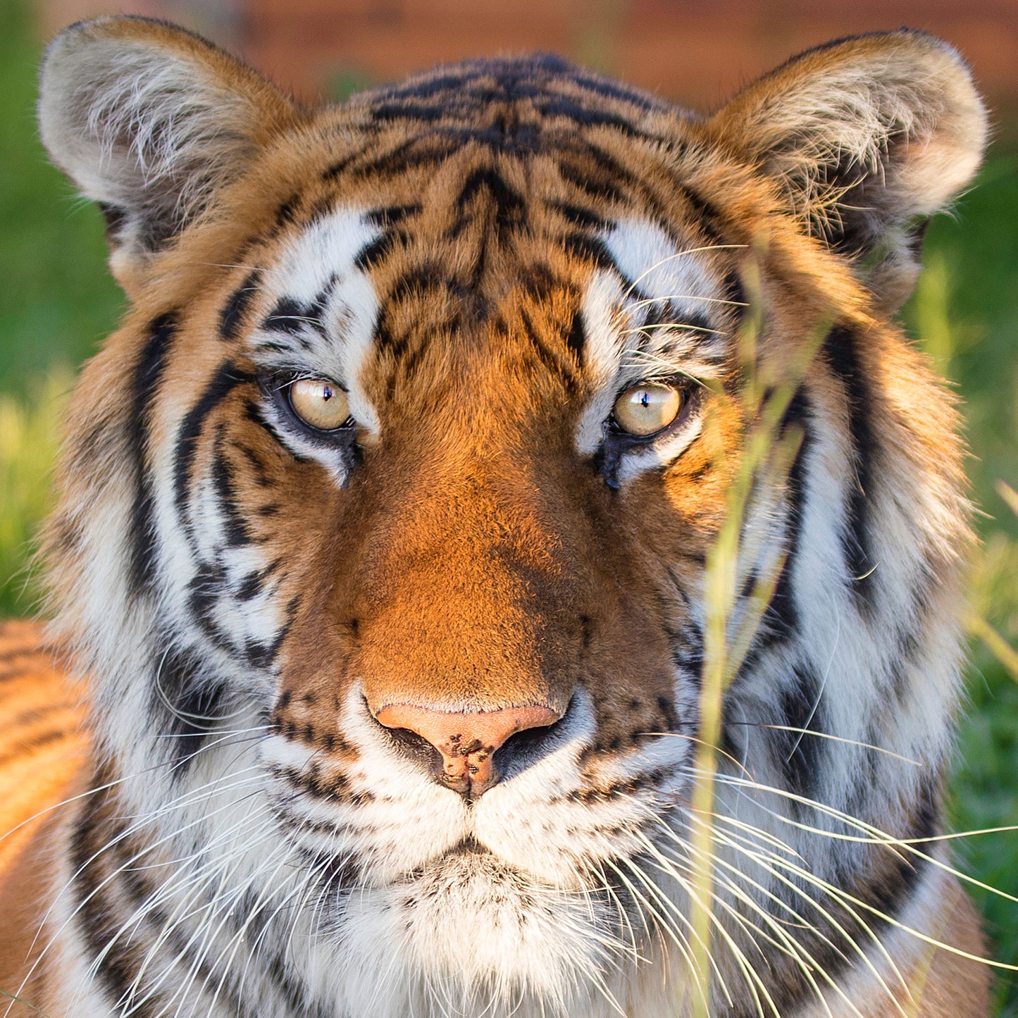 Tiger Adoption - Standard