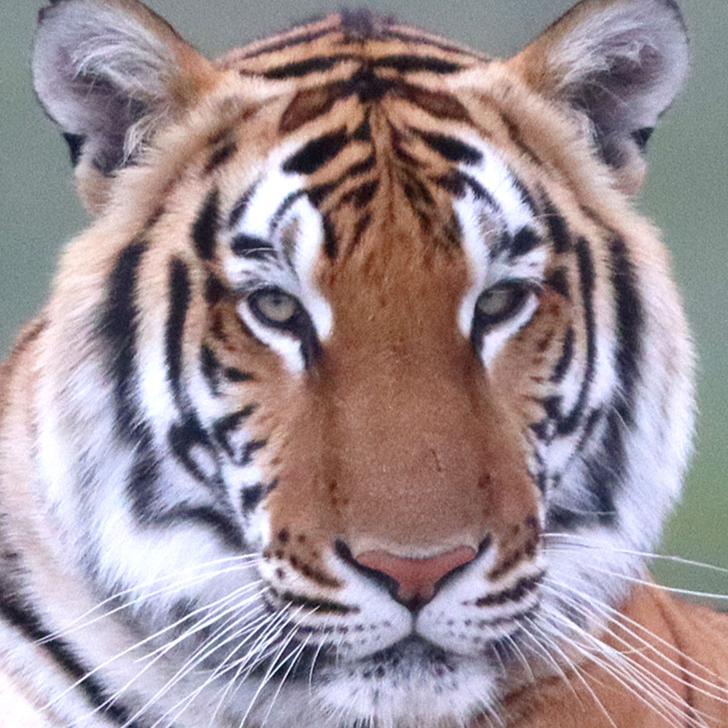 Tiger family adoption - Max and Stripes