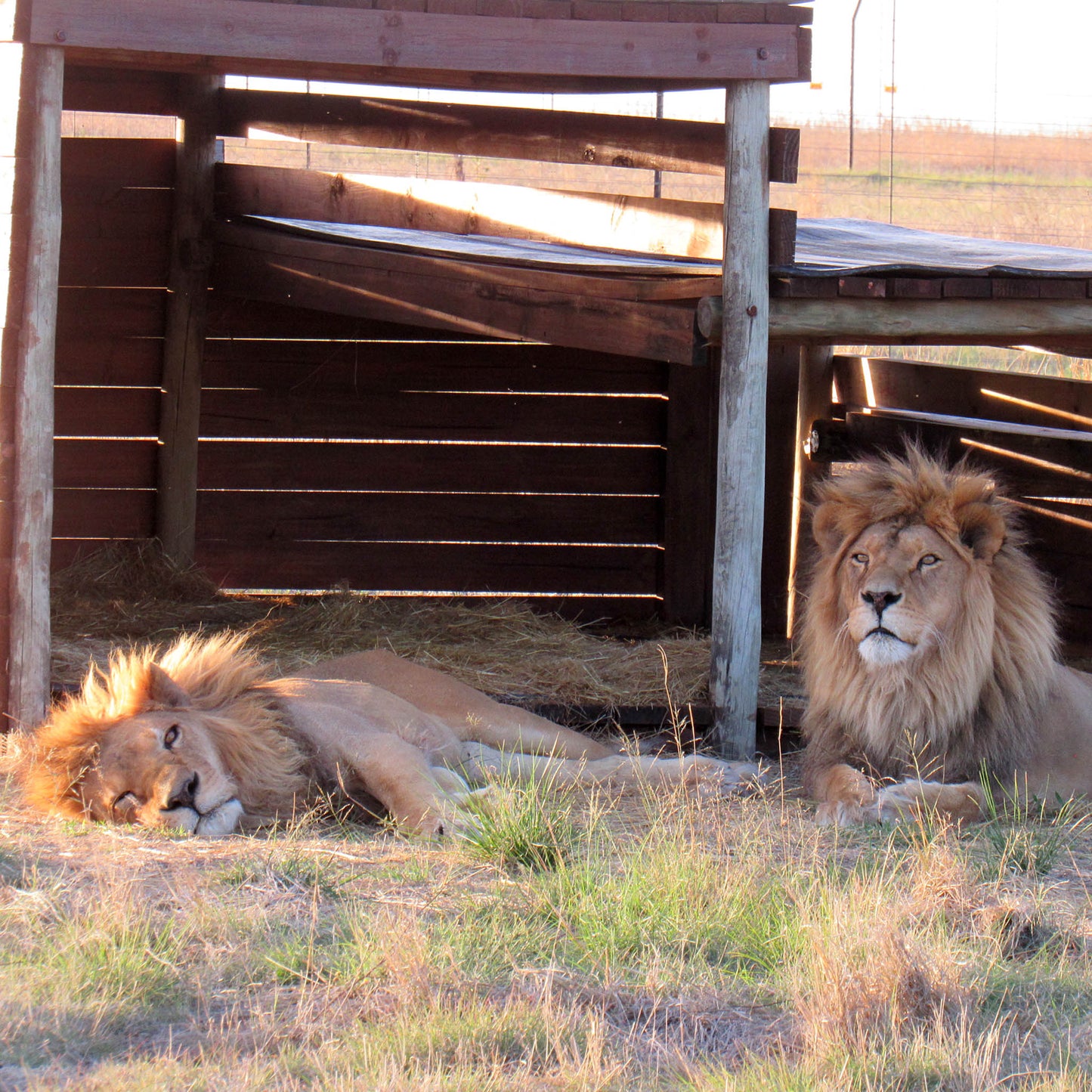 Lion family adoption - Rey and Simba