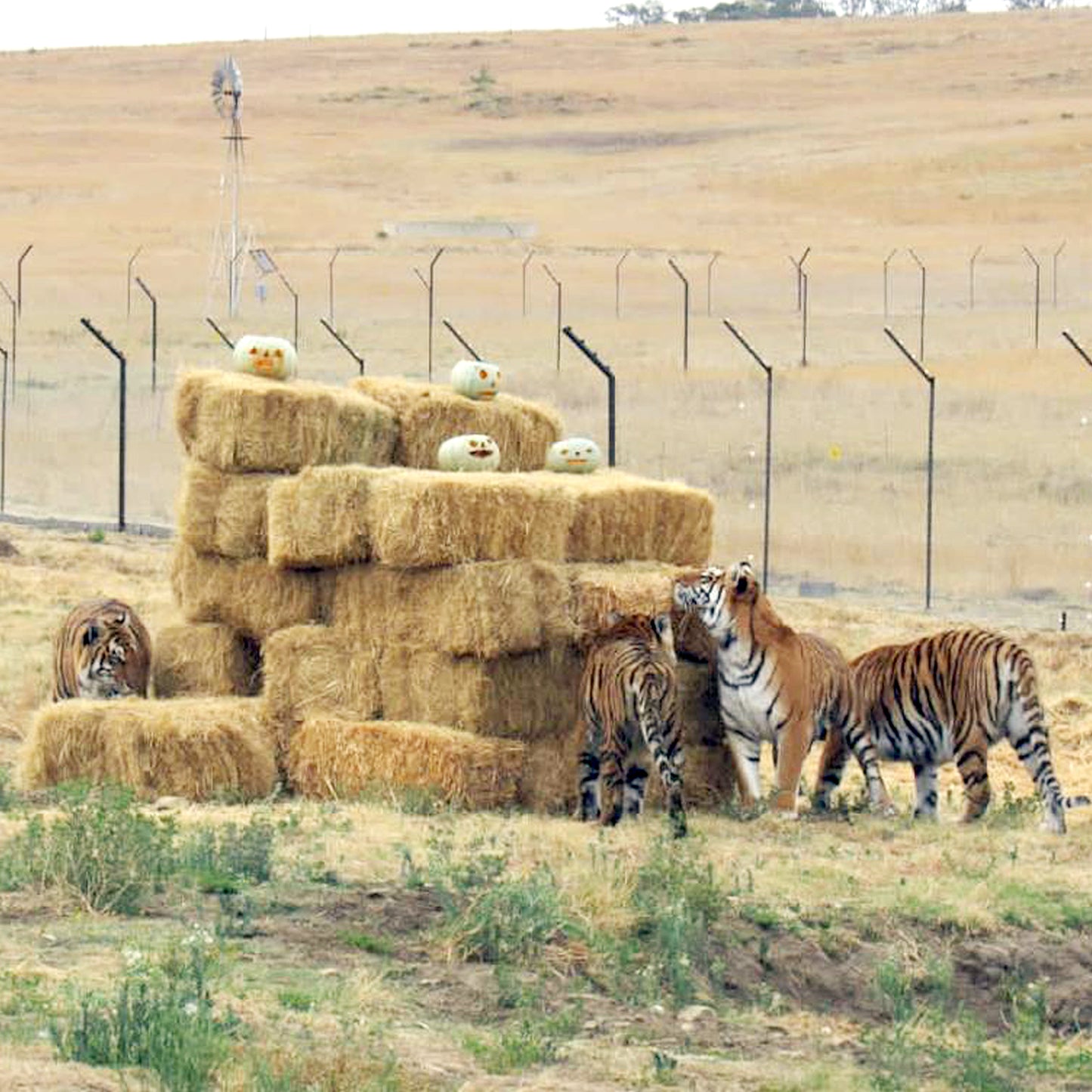 Tiger family adoption - the 'Spice Girls'