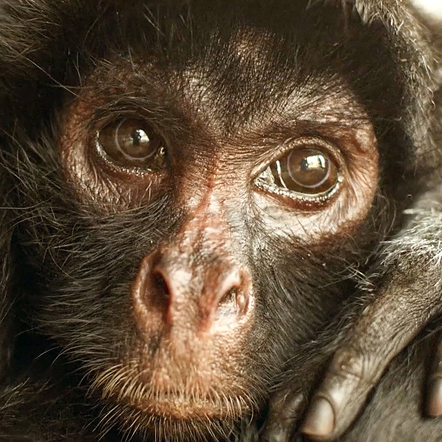 Monkey adoption