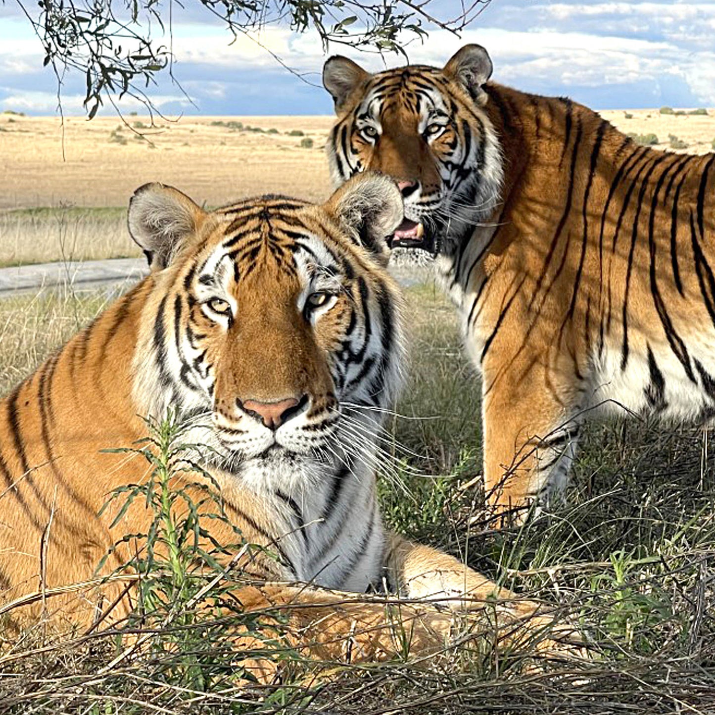 Tiger family adoption - Max and Stripes
