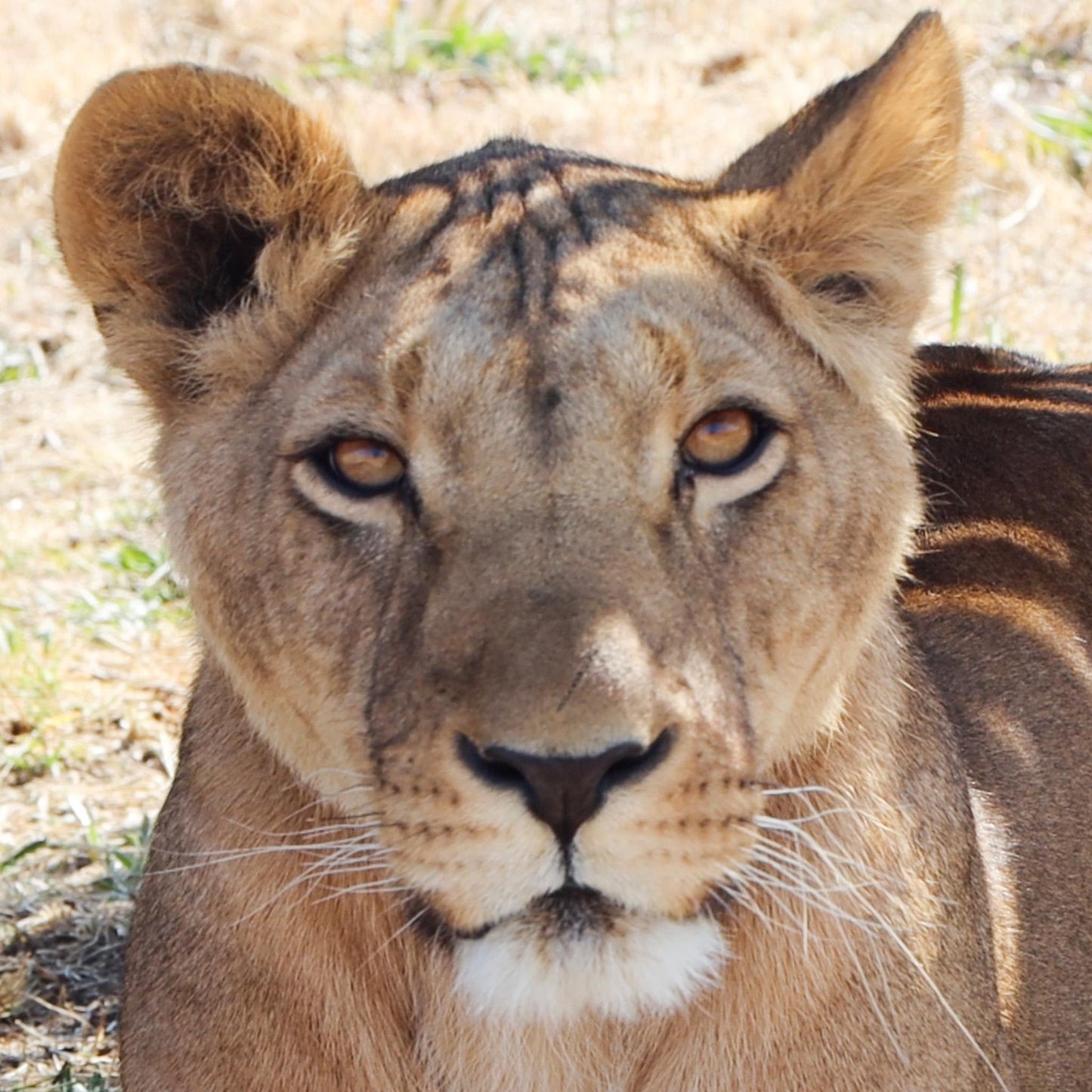 Lion group adoption - Kuwait 6 (Aziza, Dhubiya, Muheeb, Saham, Saif, Shujaa)