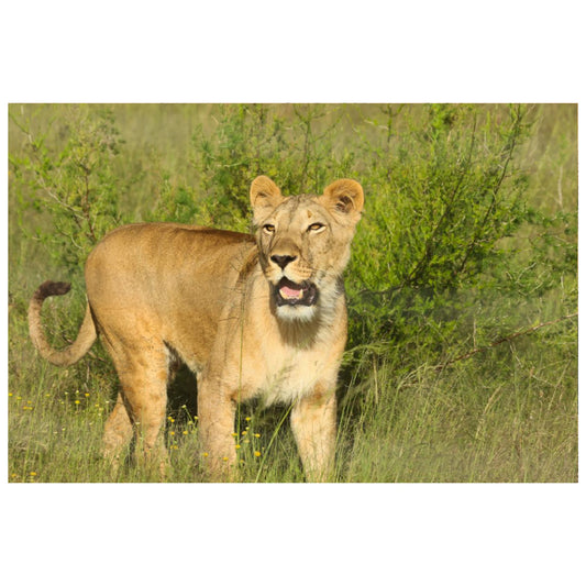 Beautiful Aziza canvas print