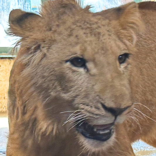 Lion Adoption - Standard