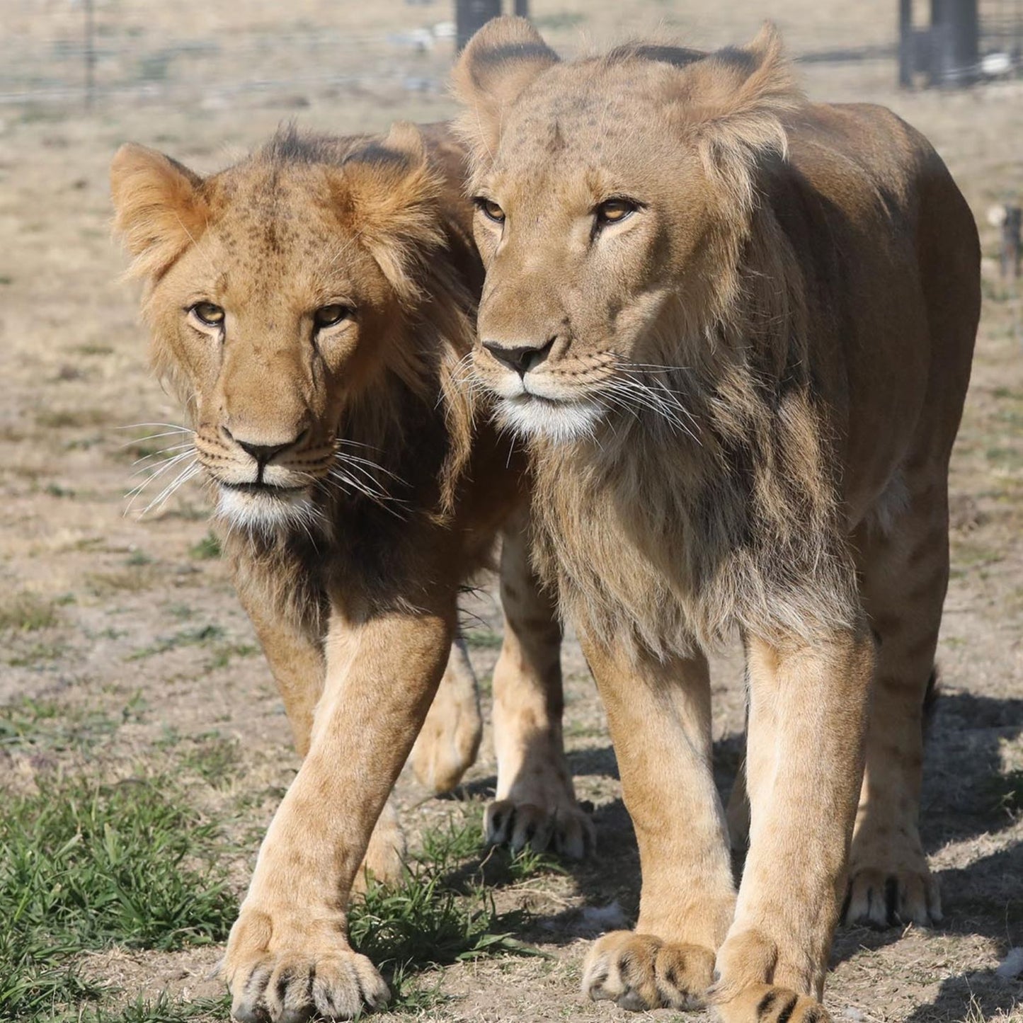 Animal adoption - couple/pair