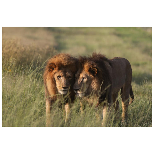 Brotherly bond (Tomas and Kimba) canvas print