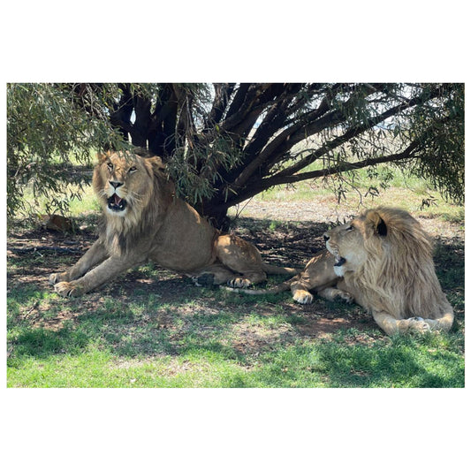 Cool brothers (Saham and Shujaa) canvas print