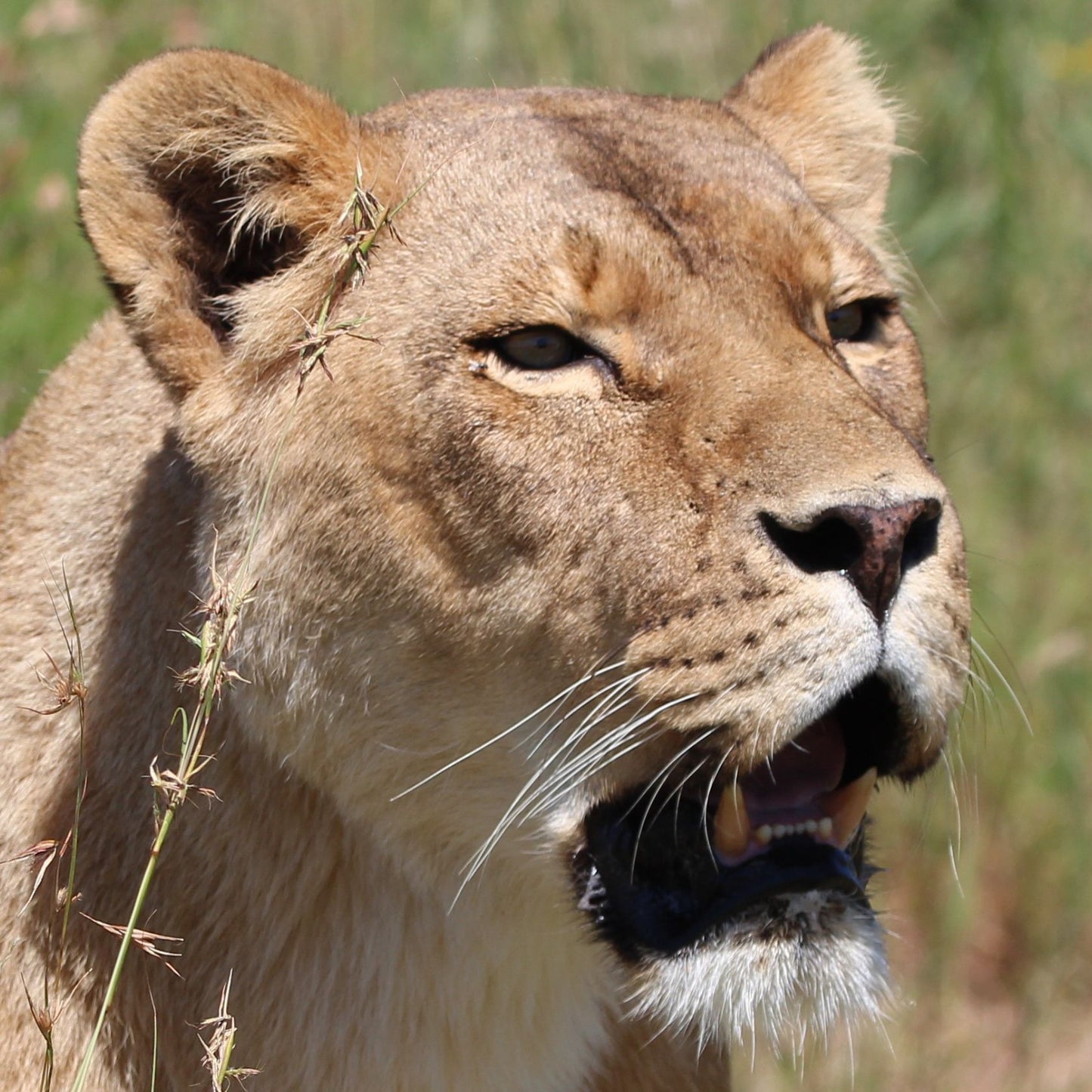 Lion Adoption - Standard