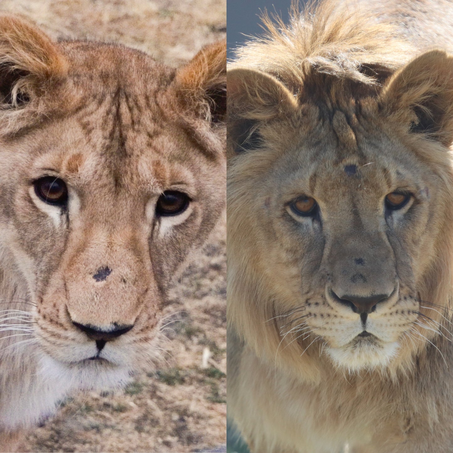 Animal adoption - couple/pair
