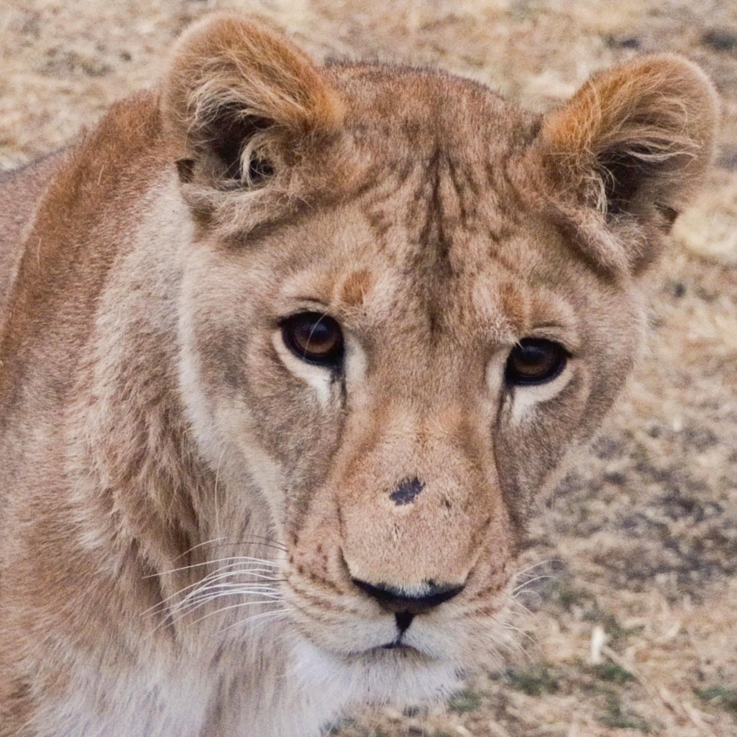 Lion family adoption - Dhubiya and Saif