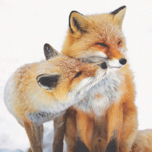 Foxy Friends Christmas cards