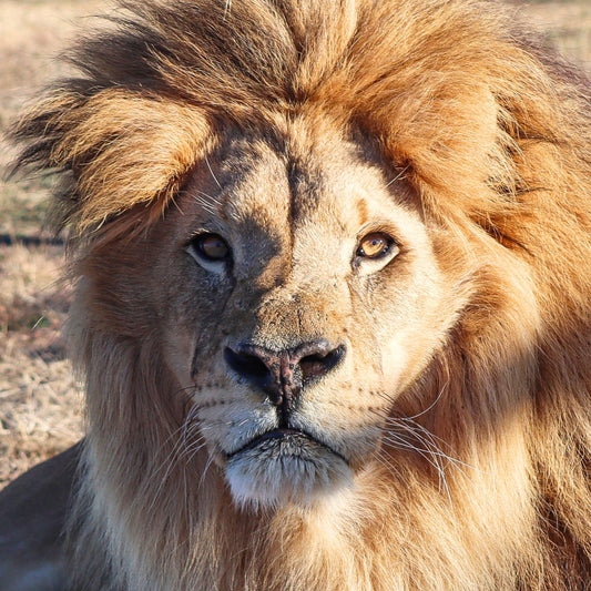 Lion Adoption - Gold