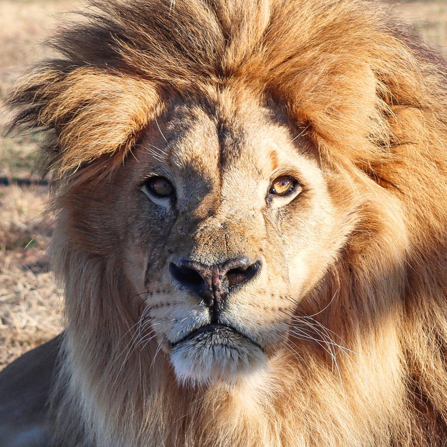 Lion Adoption - Silver