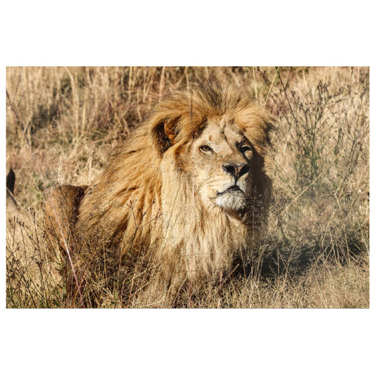 Goliath out and about canvas print