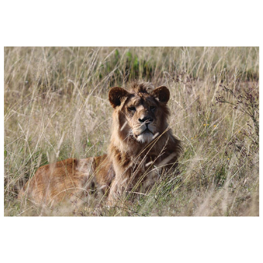 Growing up free (Saif) canvas print